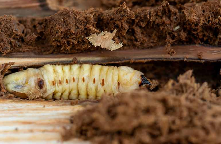 Capricornes et vrillettes