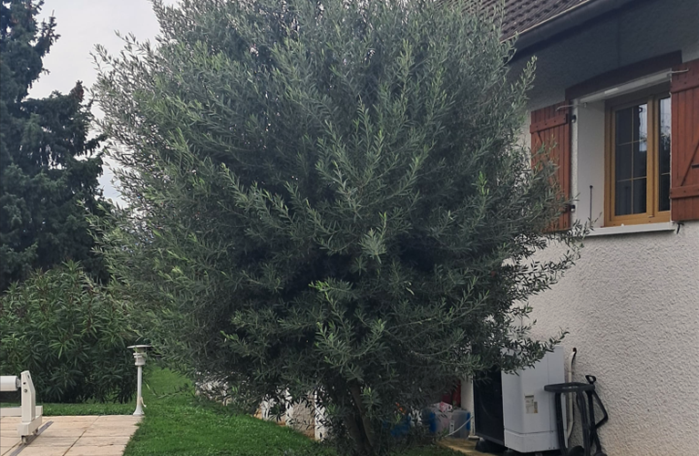 Taille haies Haute-Savoie